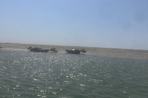 Seal Safari - Full Day Tour