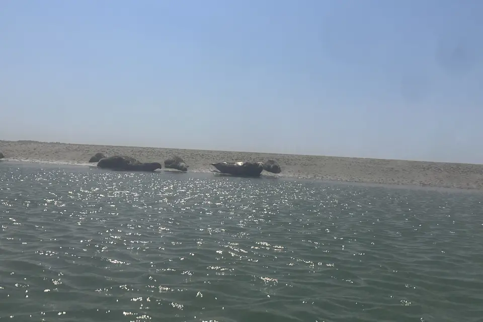 Seal Safari - Full Day Tour