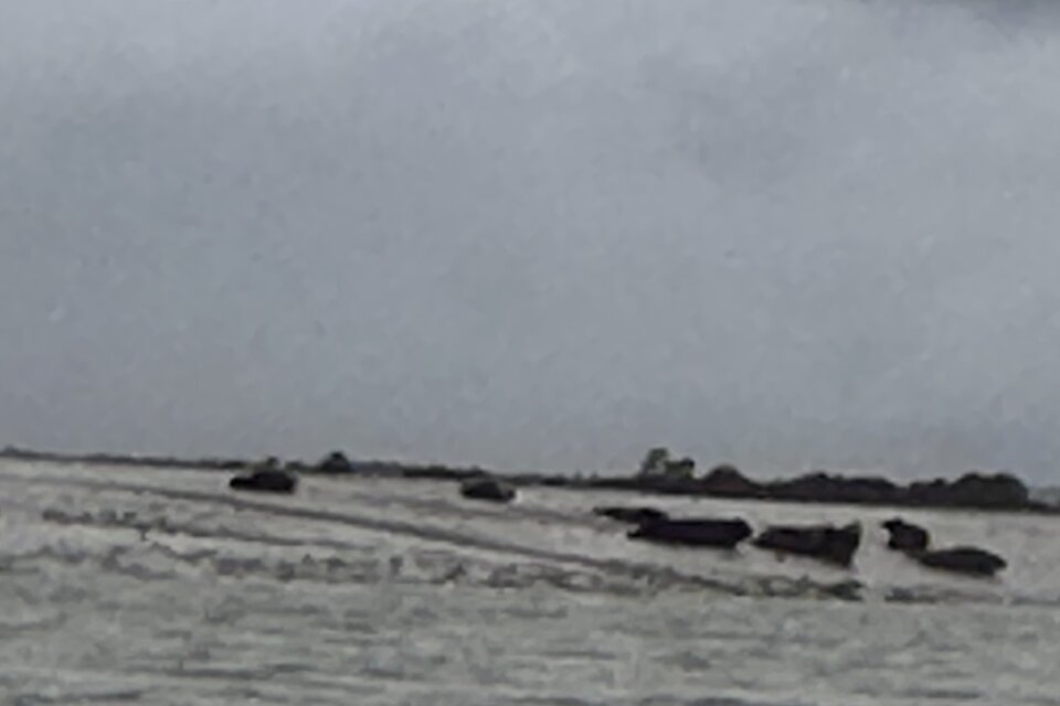 Seal Safari - Full Day Tour - photo 3