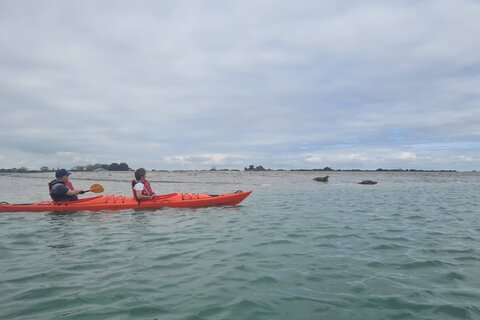 Seal Watching Kayak Tour
