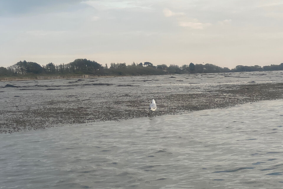 Birdwatch Paddle - photo 2
