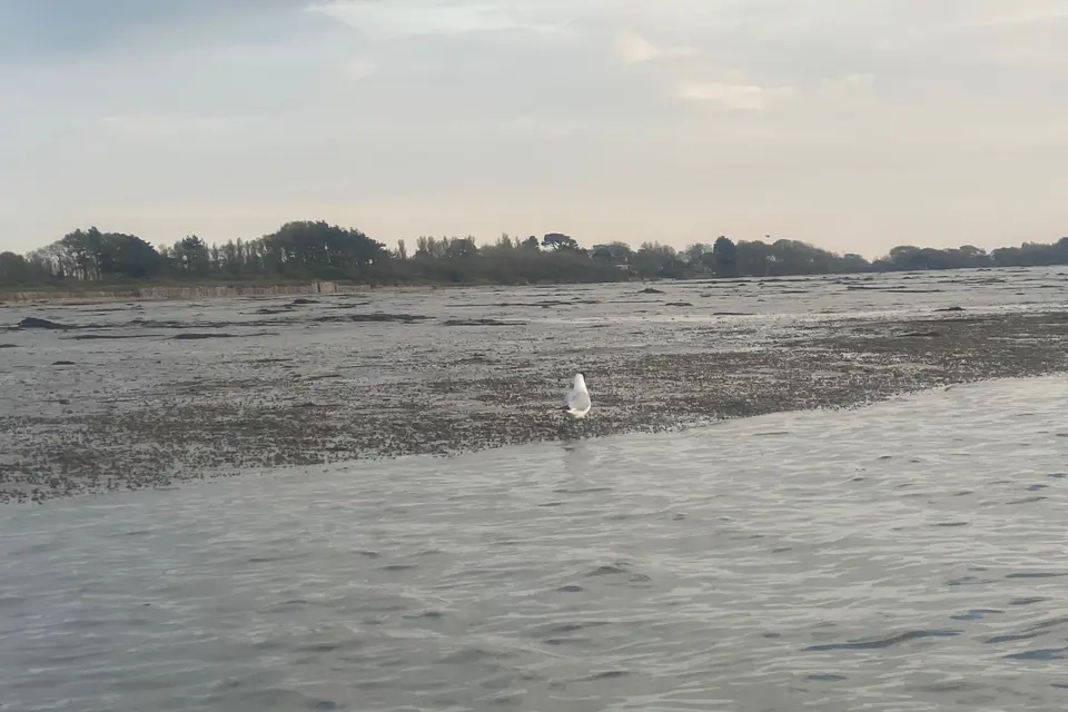 Birdwatch Paddle