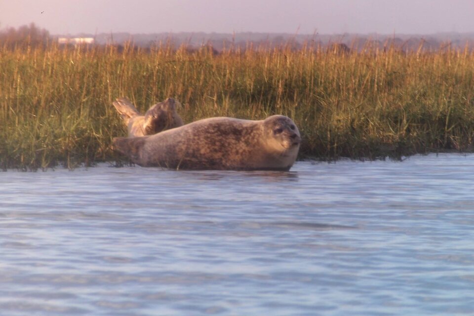 Seal Safari - Full Day Tour - photo 1