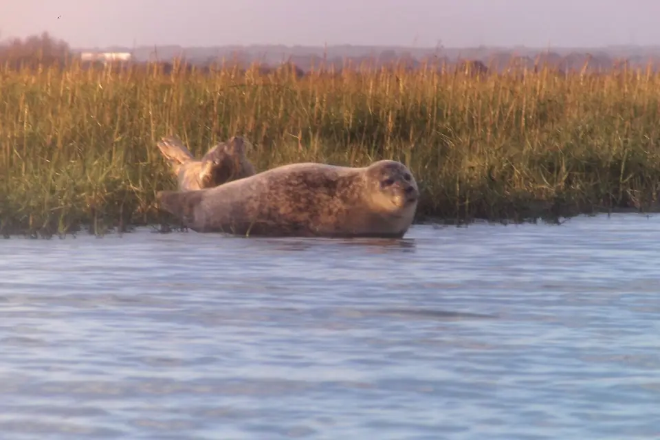 Seal Safari - Full Day Tour