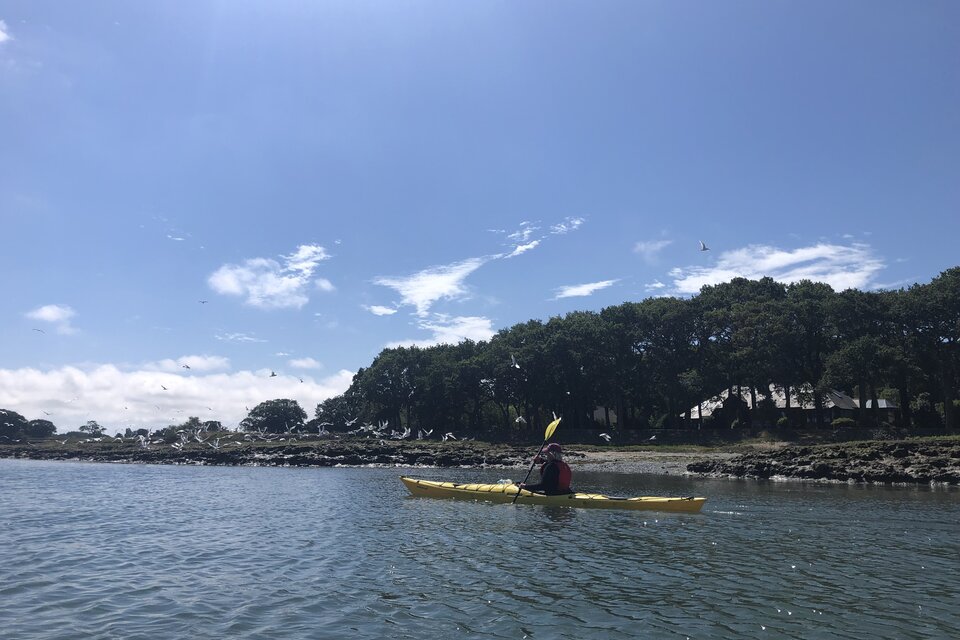 Seal Watching Kayak Tour - photo 5