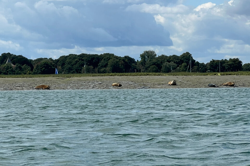 Seal Safari - Full Day Tour - photo 4