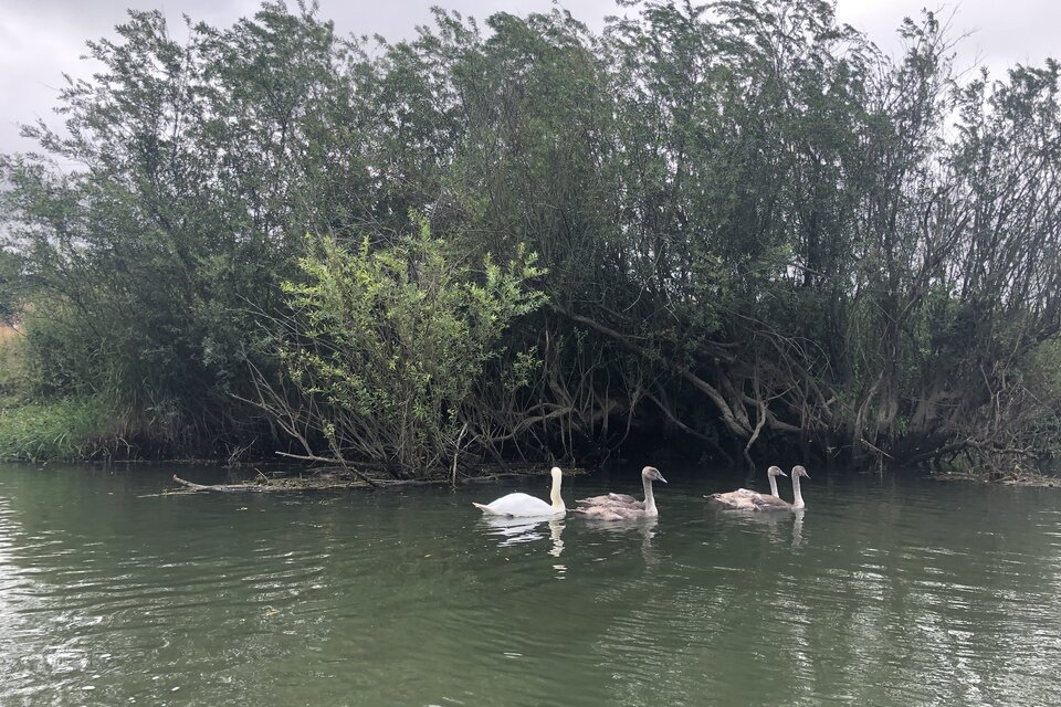 River Arun Tour - Pulborough - photo 7