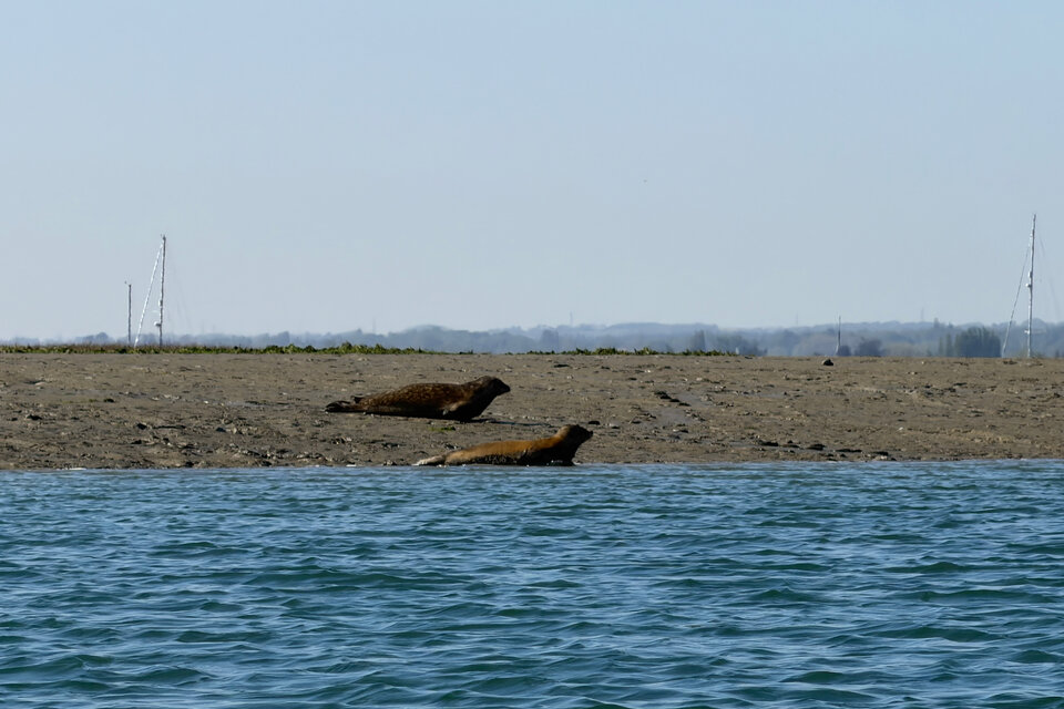 Seal Watching Kayak Tour - photo 7