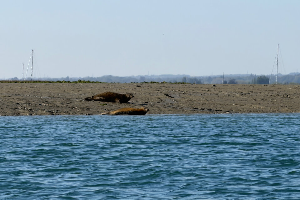 Seal Watching Kayak Tour - photo 8