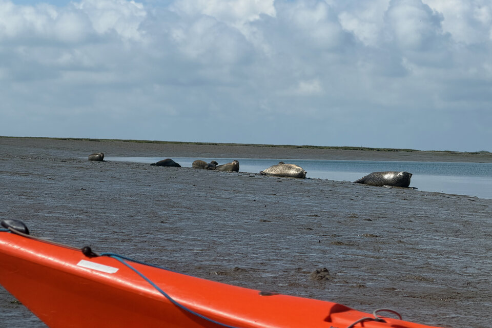 Seal Watching Kayak Tour - photo 9