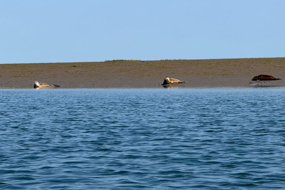 Seal Watching Kayak Tour - photo 11