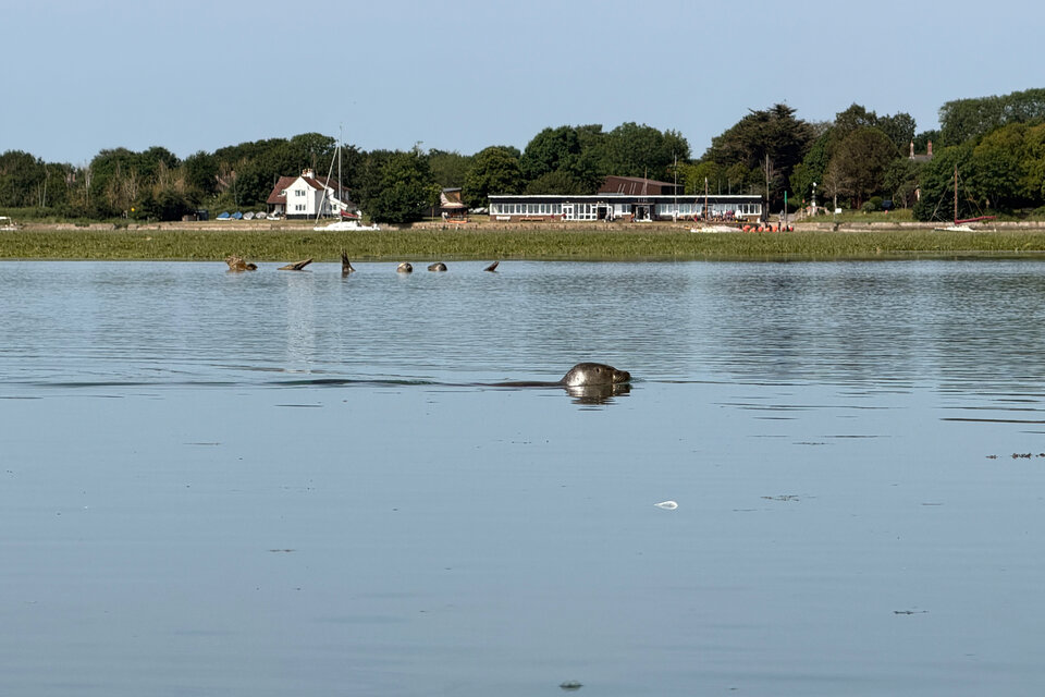 Seal Watching Kayak Tour - photo 12