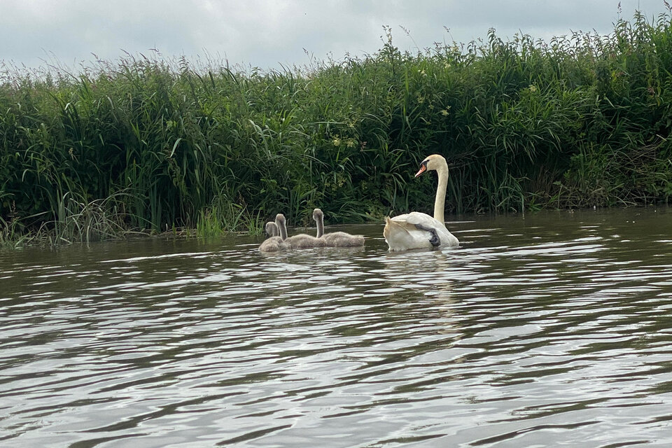 River Arun Tour - Pulborough - photo 9